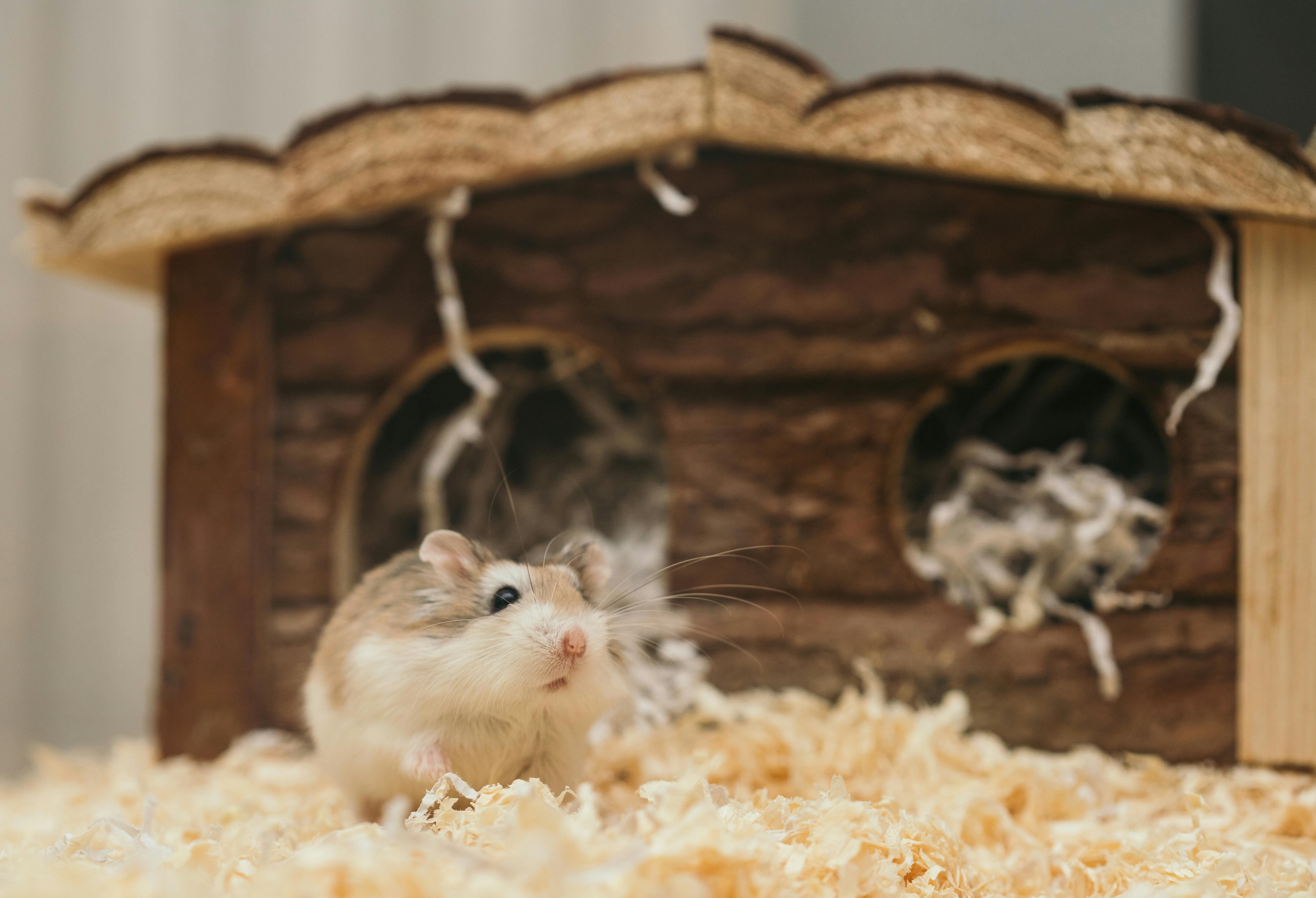 The Ultimate Guide to Hamster Care: Keeping Your Little Friend Happy & Health
